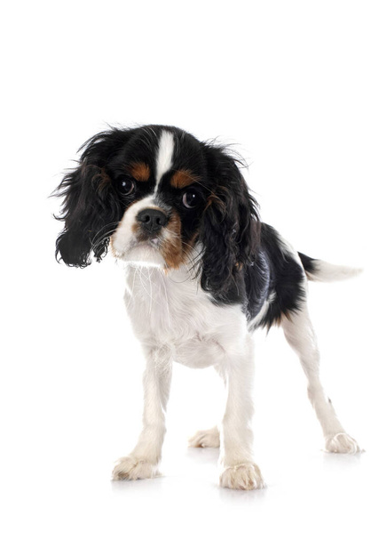 young cavalier king charles in front of white background - Foto, Bild