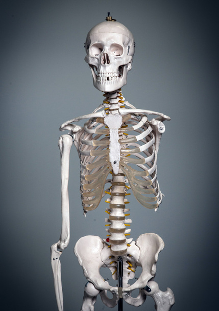 Ανθρώπινος σκελετός - Φωτογραφία, εικόνα