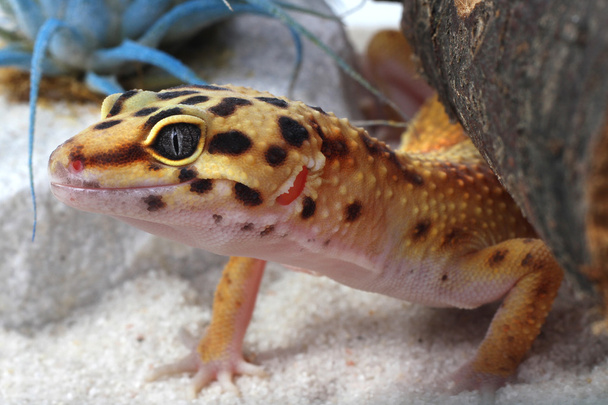 Eublepharis macularius Gecko - Foto, imagen