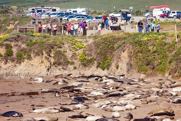 SEAL SEAL VİSTA POLİSİ, SAN SIMEON, CA, ABD - 15 MAR 2015: 15 MAR: Fil Seal Vista Point 'teki yavrular ve kadınlar 15 Mar 2015 Fil Seal Vista Point, Kaliforniya, ABD - Fotoğraf, Görsel