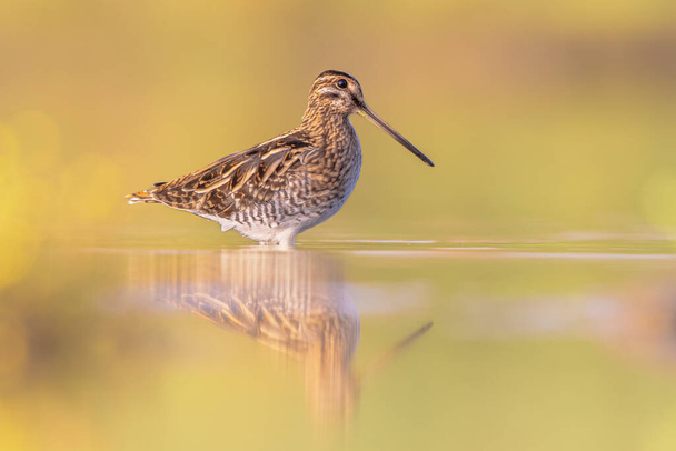 Common snipe (Gallinago gallinago) is a small, stocky wader bird native to the Old World. Breeding habitats are marshes, bogs, tundra and wet meadows throughout the Palearctic. Wildlife scene of nature in Europe. - Photo, Image