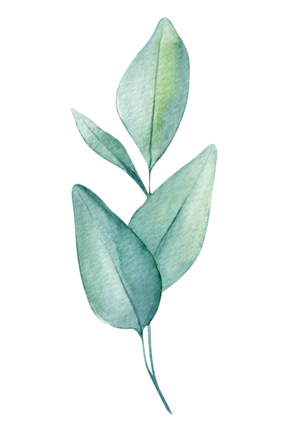 Green flora, branch, leaves of eucalyptus, watercolor painting, hand drawing illustration, silver leaf. High quality illustration - Φωτογραφία, εικόνα