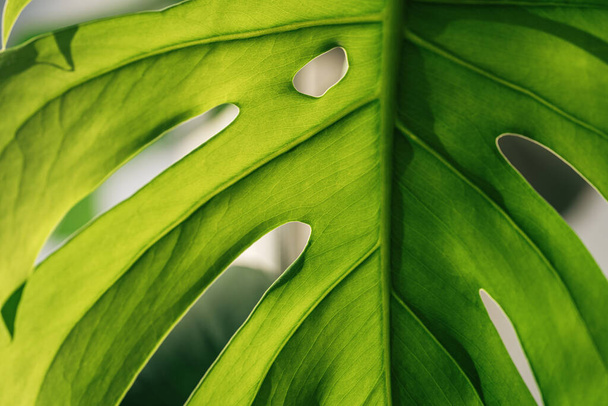 Monstera leaf close-up under sunlight. - Фото, зображення