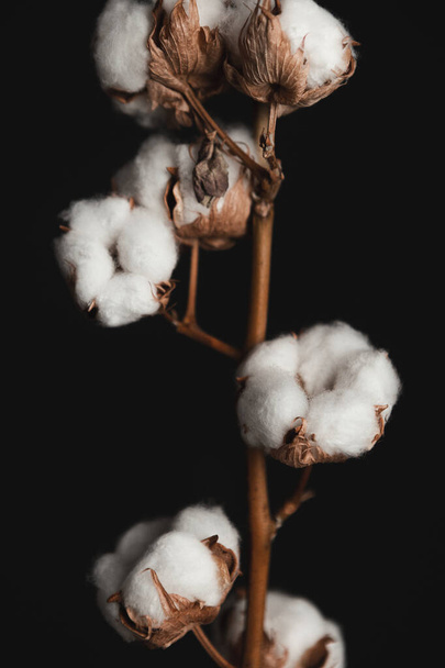 Planta de algodón primer plano sobre fondo negro  - Foto, Imagen