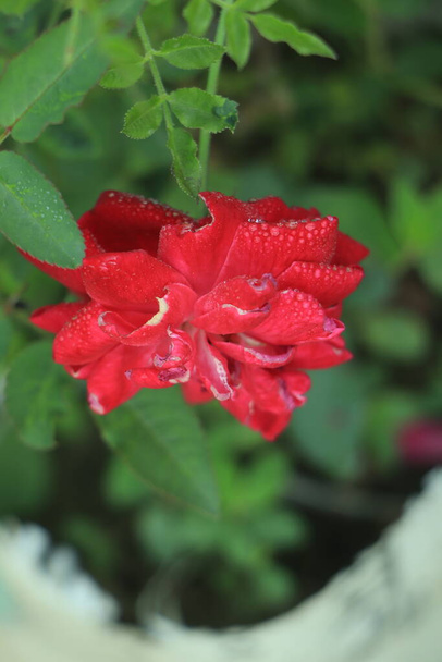 Krople wody na czerwonej róży w ogrodzie bangladeszu - Zdjęcie, obraz
