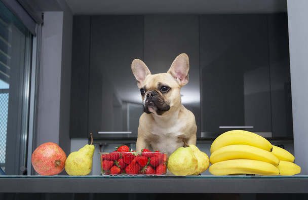 Un cachorro divertido de pura raza de bulldog con grandes ojos y bozal negro posando entre diferentes frutas en la mesa de la cocina y mira a la izquierda fuera de la cámara fotográfica. Fondo metálico. - Foto, imagen