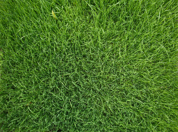 zářivé zelené trávě - Fotografie, Obrázek