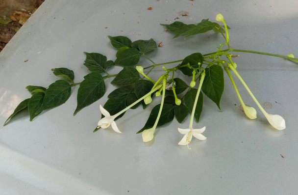  indian cork or Millingtonia hortensis white flowers and bud and green leaf - Photo, Image