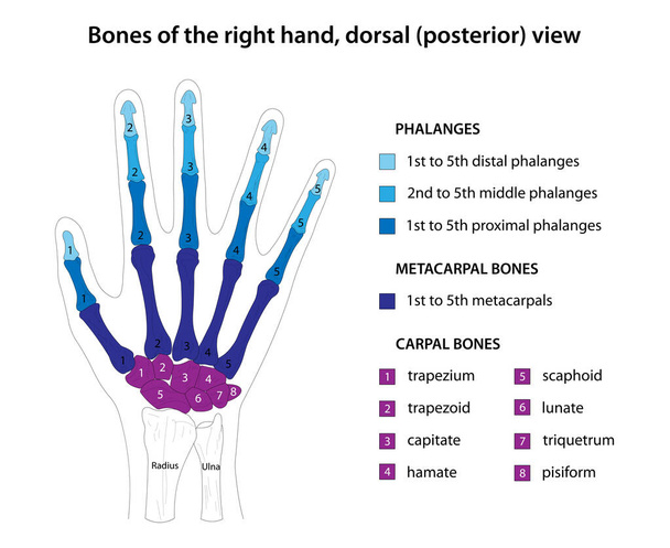 Huesos de la mano derecha, vista dorsal (posterior) - Foto, imagen