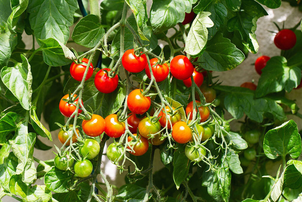 Bir serada yetişen kırmızı kiraz domatesleri. Olgun domatesler yeşil yaprak arka planında, bahçedeki bir domates ağacının sarmaşığında asılı. Domates kümesi. Evde bahçıvanlık. Organik tarım - Fotoğraf, Görsel