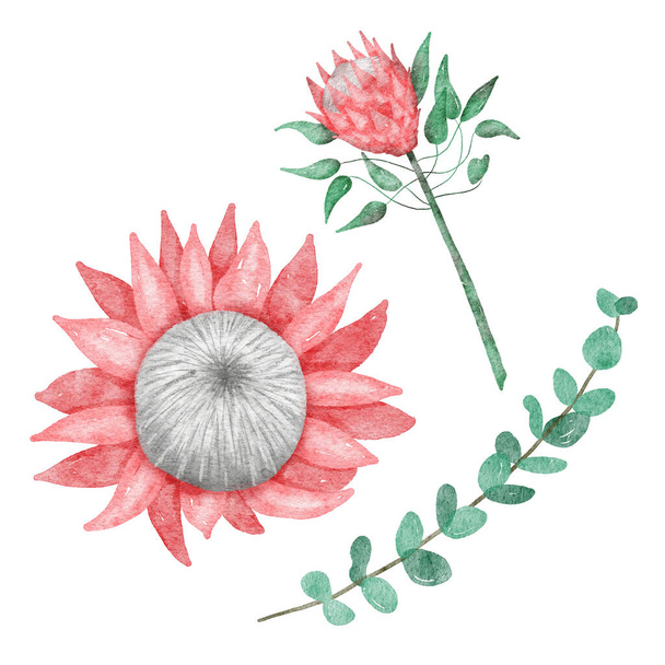 Υδατογραφία απεικόνιση των λουλουδιών Protea και των φύλλων ευκαλύπτου που απομονώνονται σε λευκό - Φωτογραφία, εικόνα