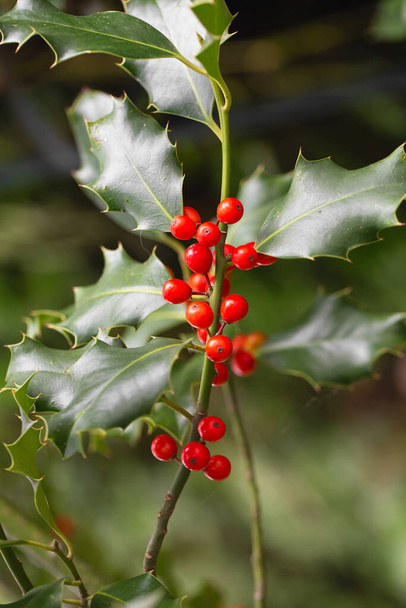 クリスマスホリーレッドベリー、 Ilex Aquifolium植物。成熟した赤い果実を持つホリーグリーンの葉。Ilex aquifoliumまたはChristmas Holly.緑の葉と赤いベリークリスマスホリー、車を閉じます - 写真・画像