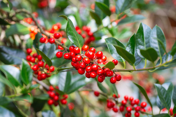 Karácsonyi vörös bogyók, Ilex aquifolium növény. Szent zöld lombozat érett vörös bogyókkal. Ilex aquifolium vagy karácsonyi magyal. Zöld levelek és piros bogyó karácsonyi magyal, közeli autó - Fotó, kép