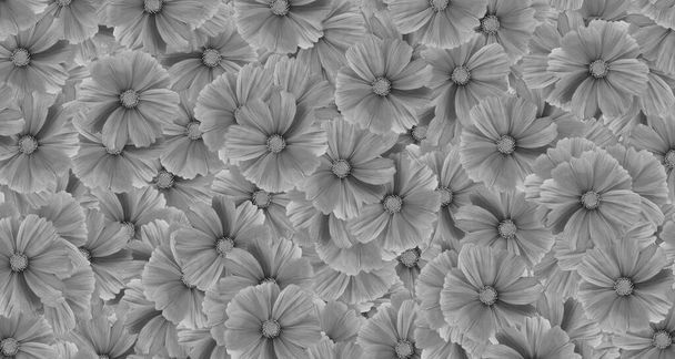 Gray cosmos flower pattern background. Art or abstract of Grey flora, floral and beautiful natural wallpaper.  - Photo, Image