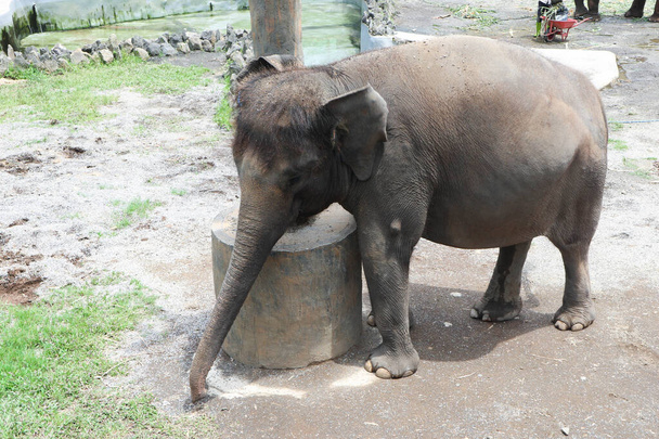 młody słoń w zoo - Zdjęcie, obraz
