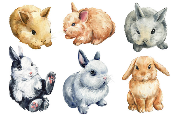 serie di conigli su sfondo bianco, pittura ad acquerello, disegno a mano. Illustrazione di alta qualità - Foto, immagini
