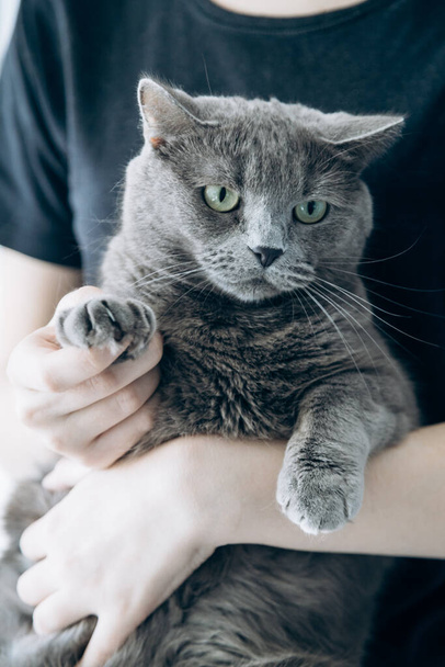 Man holds gray cat to cut his claws. pet care - Foto, Imagem