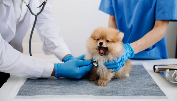 Two doctors are examining him. Veterinary medicine concept. Pomeranian in a veterinary clinic - Fotoğraf, Görsel