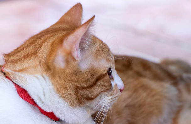 Carino gatto arancione e bianco sdraiato sul pavimento piastrellato - Foto, immagini