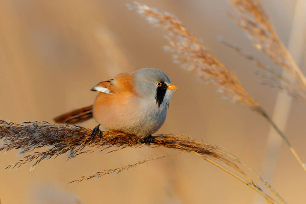 Bearded reedling (Panurus biarmicus) male eating seeds in the reed in the late afternoon sunlight in wintertime in the Netherlands - Photo, Image