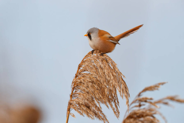 Barbabietola da zucchero (Panurus biarmicus) maschio che mangia semi nella canna alla luce del sole nel tardo pomeriggio in inverno nei Paesi Bassi - Foto, immagini