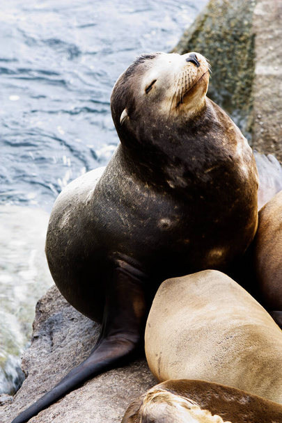 Sea Lion Sitting On Rocks With Eyes Closed Monterey California - Foto, immagini