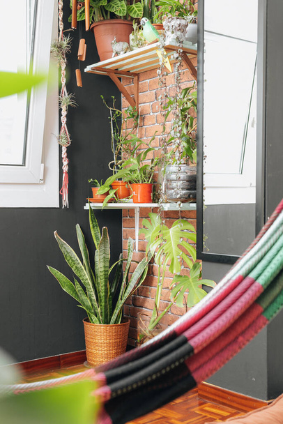 Salon avec hamac, fenêtre et plantes - Photo, image