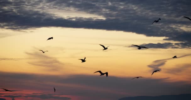 Σμήνος θαλάσσιων πτηνών το ηλιοβασίλεμα, τη Μεσόγειο θάλασσα, τη Γαλλία - Πλάνα, βίντεο