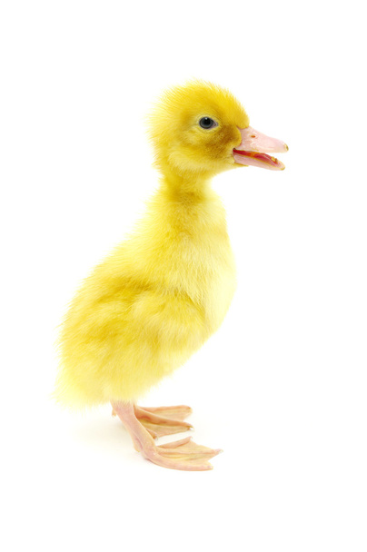 Pato amarillo
 - Foto, Imagen