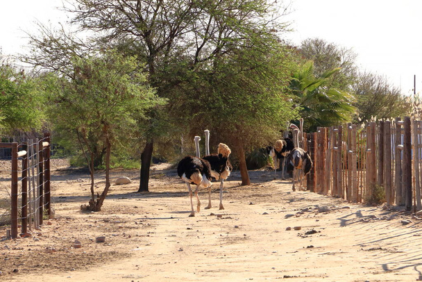 Εκμετάλλευση στρουθοκαμήλου κοντά στο Oudtshoorn στη Νότια Αφρική - Φωτογραφία, εικόνα
