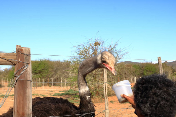 Εκμετάλλευση στρουθοκαμήλου κοντά στο Oudtshoorn στη Νότια Αφρική - Φωτογραφία, εικόνα