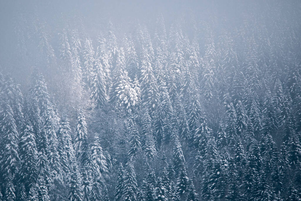 Foggy winter landscape. Snow covered pine trees in the wilderness - Photo, Image