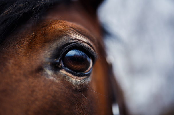 Detalle de ojo de caballo
 - Foto, Imagen