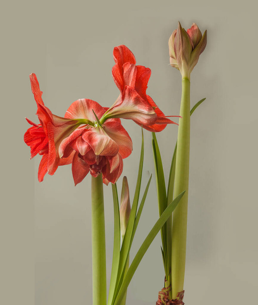 Virágzó kettős hippeasztrum (amaryllis) Nem. 28 szürke alapon - Fotó, kép