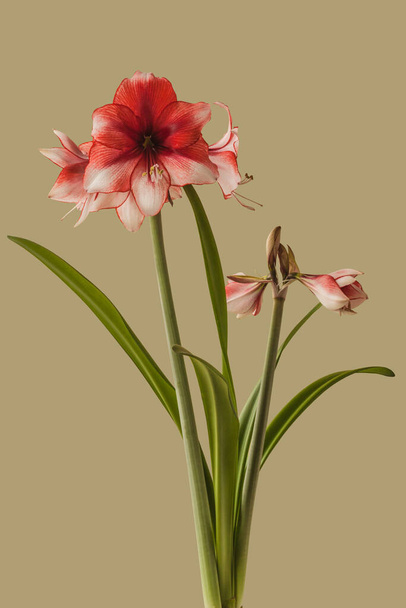 Bloom red and white Amaryllis (Hippeastrum)  Galaxy Group  "Charisma"   on  green background - Photo, Image
