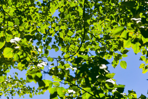 Tree leaves against the blue sky on a sunny day - Foto, imagen