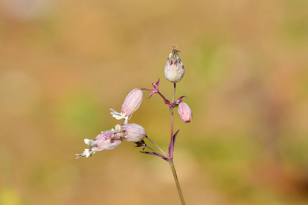 Silene vulgaris, small white flowers hidden in a light pink calyx at the end of the stem, sunny summer day. - Photo, Image