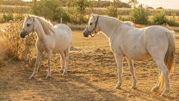Breeding and raising horses.pair of white horses with white manes.White horse on a sunny windy day in a paddock.Farm animals.horse walks in a street paddock. Animal husbandry and agriculture concept - Fotoğraf, Görsel