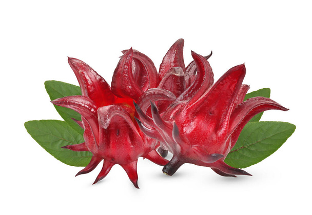 frischer Rosellen-Hibiskus, Okra, Jamaikanischer Sorel, Hibiscus sabdariffa Linn und isolierte Blätter auf weißem Hintergrund - Foto, Bild