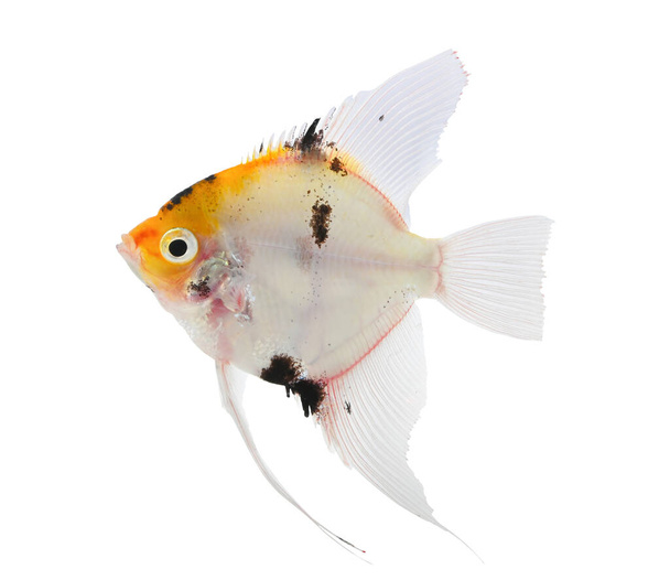 Freshwater Angelfish (Pterophyllum scalare) isolated on white background. - Photo, Image