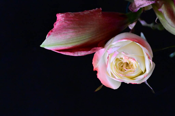 beautiful white rose with dark red flowers on black background - Zdjęcie, obraz