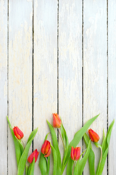 czerwone tulipany  - Zdjęcie, obraz