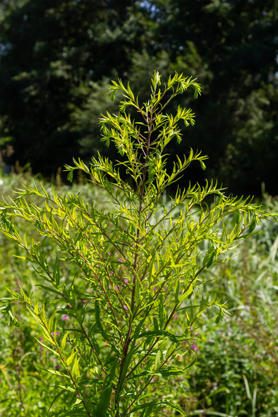 Solidago canadensis, known as Canada goldenrod or Canadian goldenrod, is herbaceous perennial plant of family Asteraceae. It is often forms colonies of upright growing plants, with yellow flowers. - Photo, Image