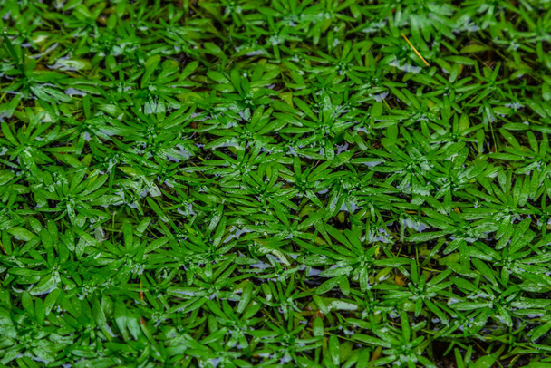 Callitriche Palustris una hierba pantanosa. plantas submarinas con rosetas flotantes o creciendo sobre lodo húmedo. - Foto, Imagen