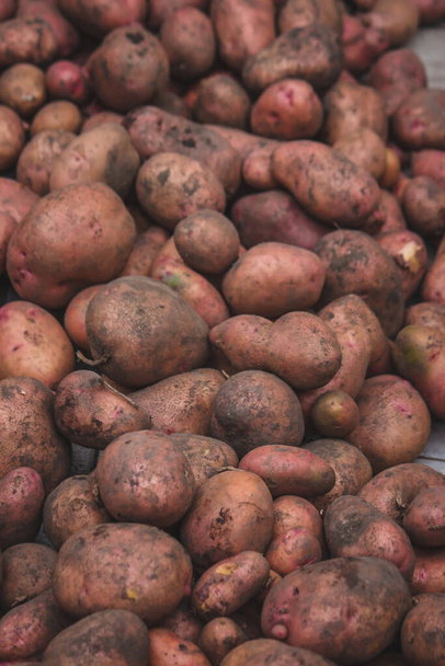 Freshly picked potatoes. Harvest on the farm. Selective focus - Foto, afbeelding