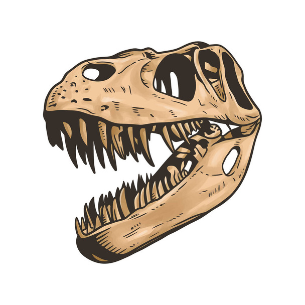 Dinosaurus pään luuranko vektori clip taidetta valkoisella pohjalla - Vektori, kuva