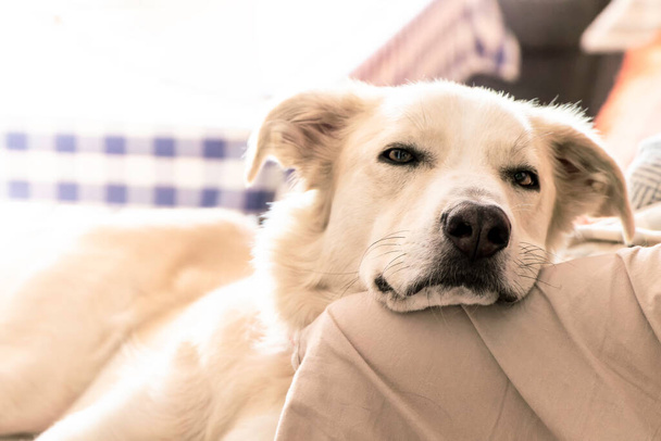 Grand chien blanc couché sur un canapé. Joyeux concept animal. Relax concept. Gros plan - Photo, image