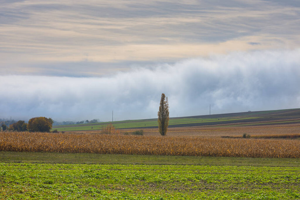 πυκνό τείχος λευκής ομίχλης στο έδαφος σε ένα φυσικό τοπίο το φθινόπωρο - Φωτογραφία, εικόνα