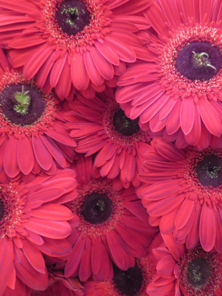 piękne naturalne czerwone kwiaty bukiet ozdoba prezent - Zdjęcie, obraz