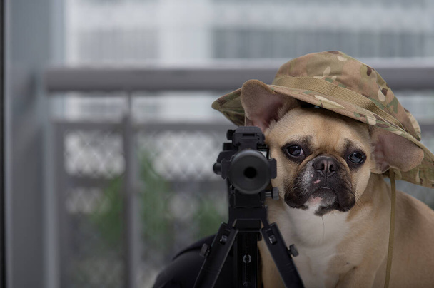 Un cachorro de raza pura de bulldog francés posando entre munición y arma blandas, mira a la cámara por el casco militar. Listo para jugar paintball o air-soft se sienta a la espera del divertido juego.  - Foto, Imagen